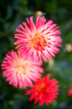 Load image into Gallery viewer, Custom Underwear Pink Flowers 2