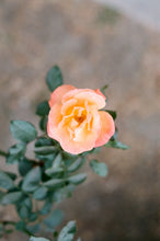 Load image into Gallery viewer, Pink and Yellow Roses Leggings
